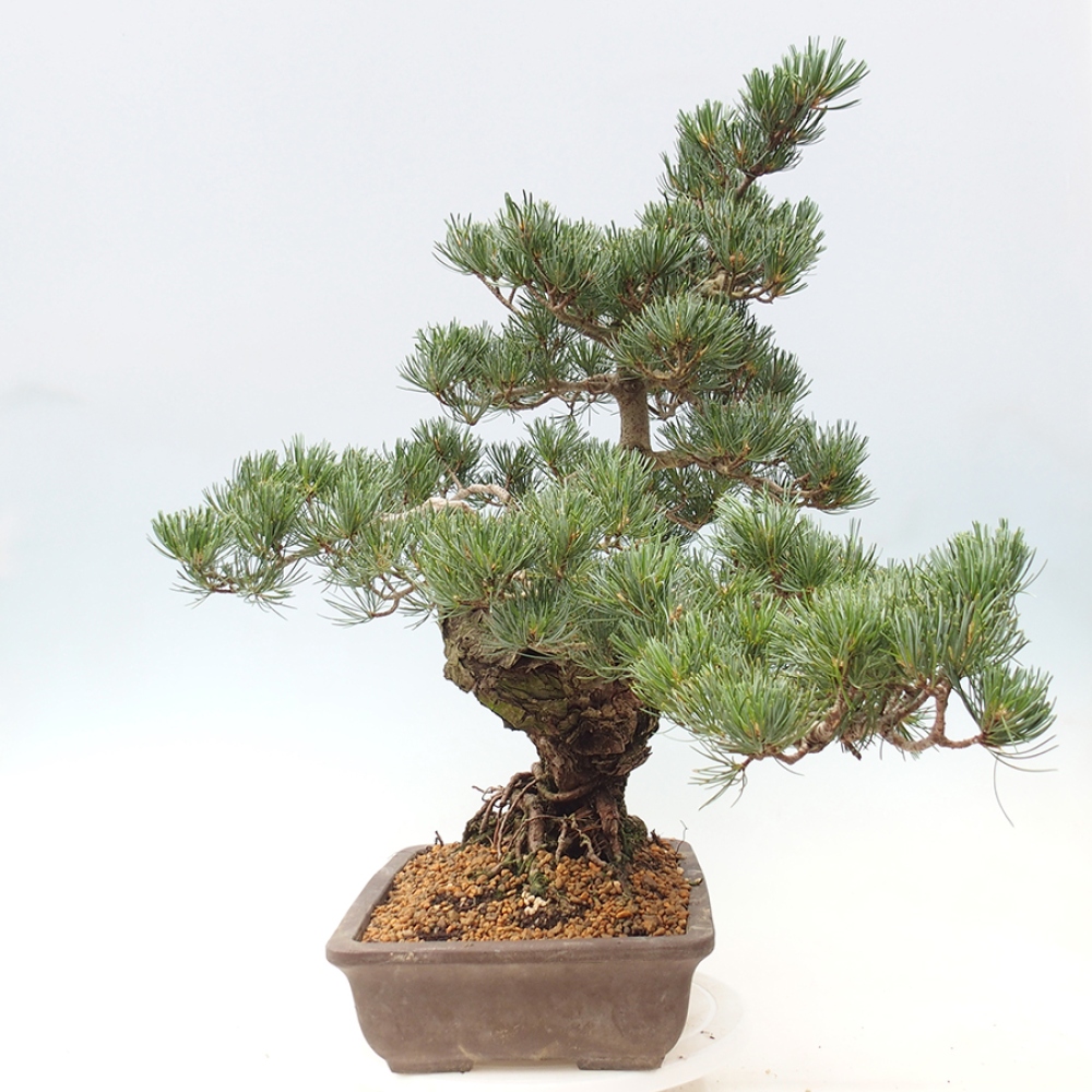 Bonsai da esterno - Pinus parviflora - Pinus parviflora