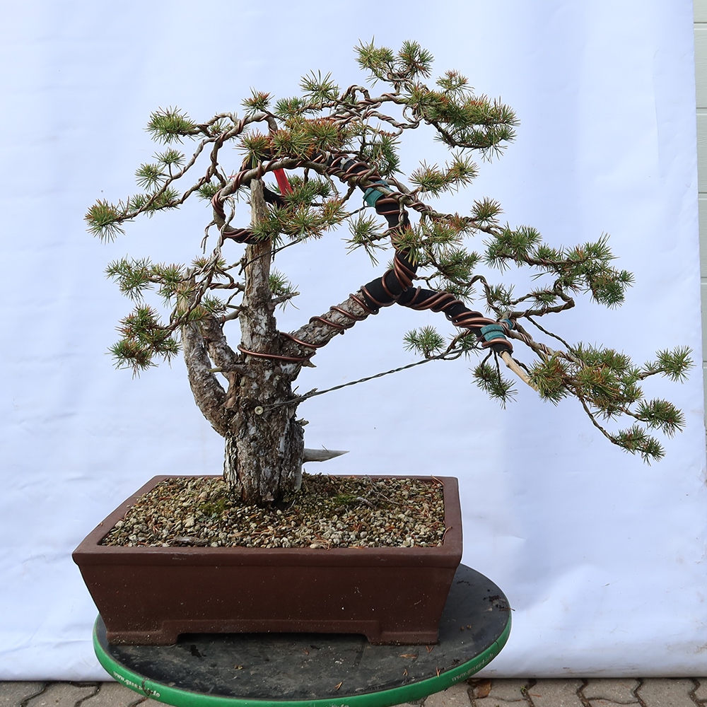 Pinus sylvestris Spagna - pino silvestre