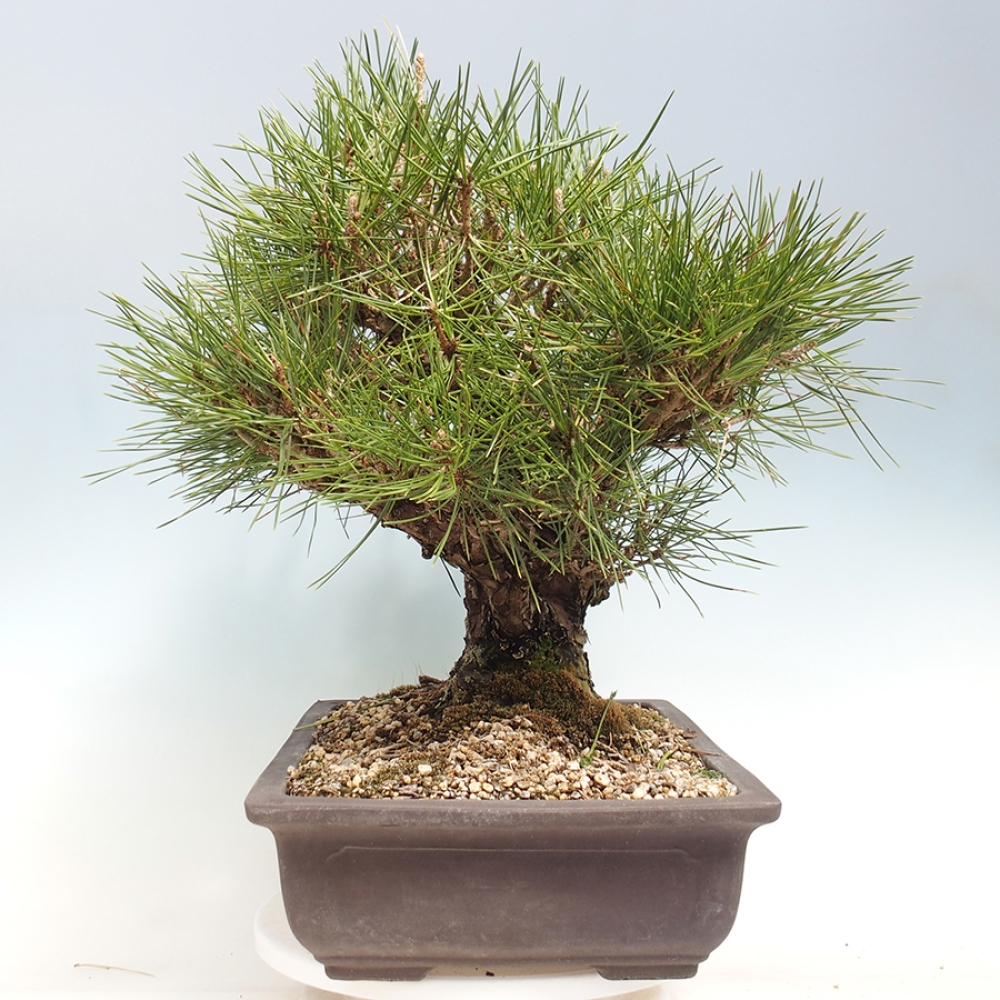 Bonsai da esterno - Pinus thunbergii - Pino di Thunberg