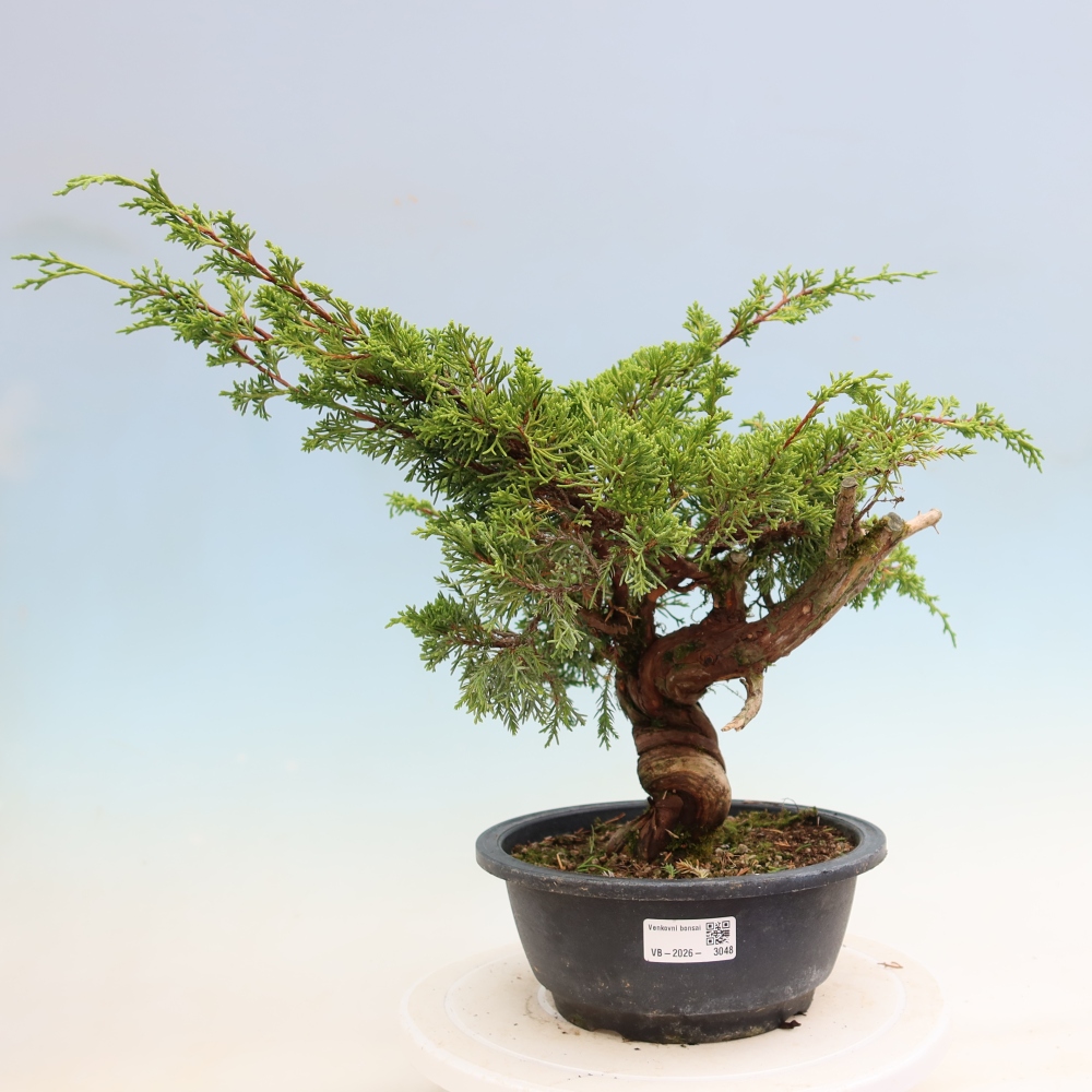 Bonsai da esterno - Juniperus chinensis Itoigawa-Juniperus chinensis