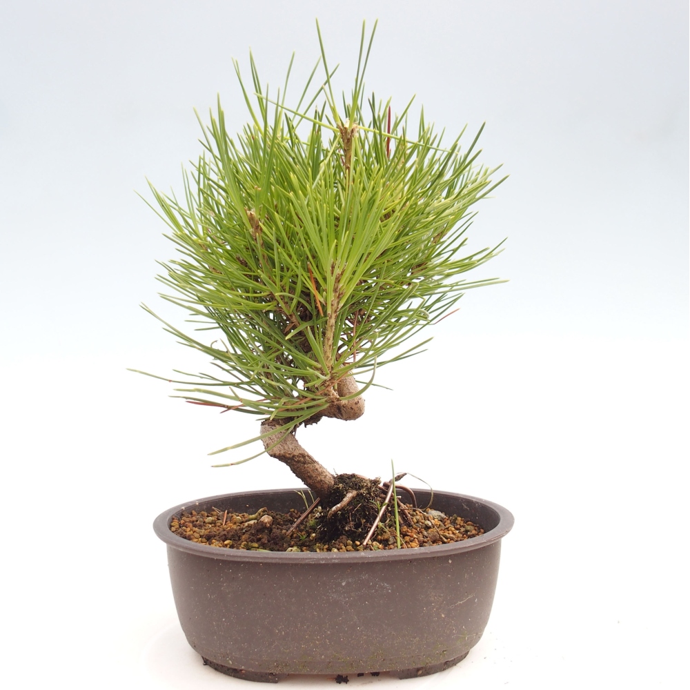 Bonsai da esterno - Pinus thunbergii - Pino di Thunberg