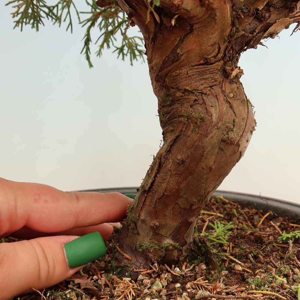 Bonsai da esterno - Juniperus chinensis Itoigawa-Juniperus chinensis