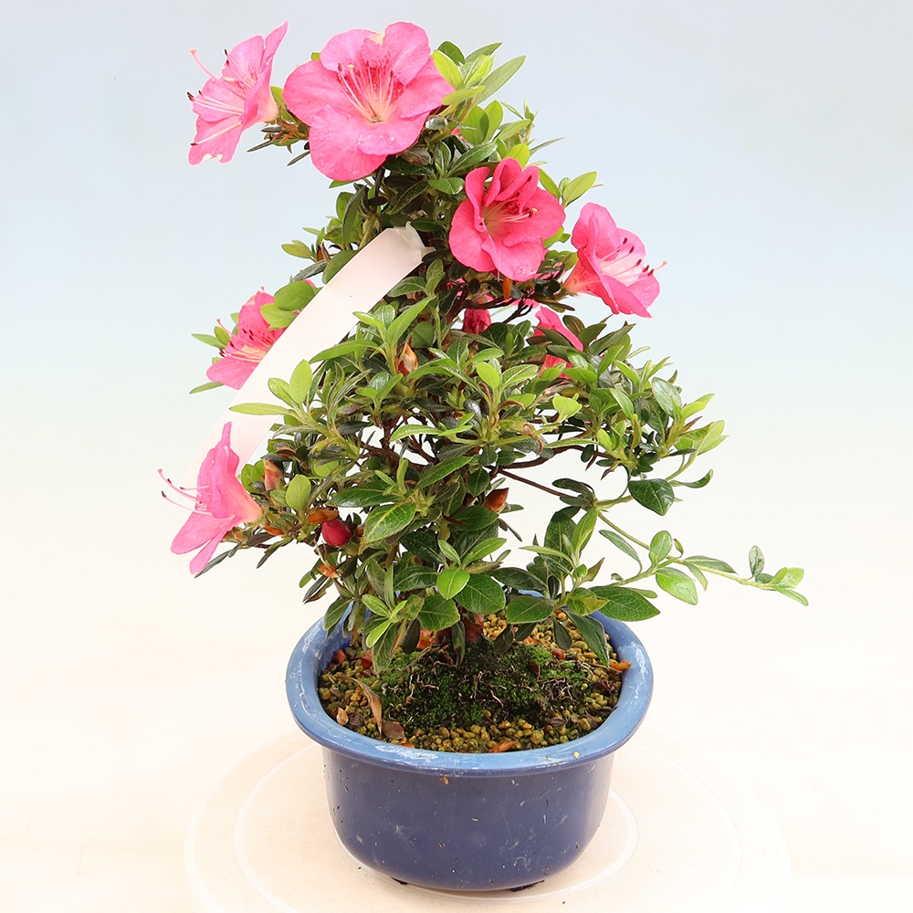Bonsai da esterno - Azalea giapponese - Azalea Kobai