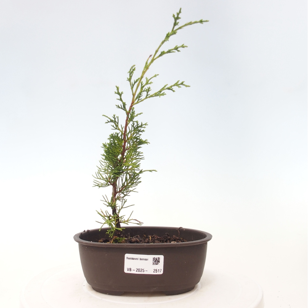 Bonsai da esterno - Juniperus chinensis Itoigawa