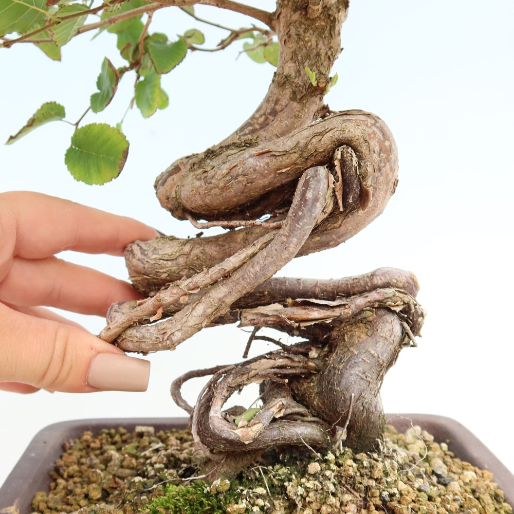 Bonsai da esterno -Carpinus CARPINOIDES - Carpino coreano