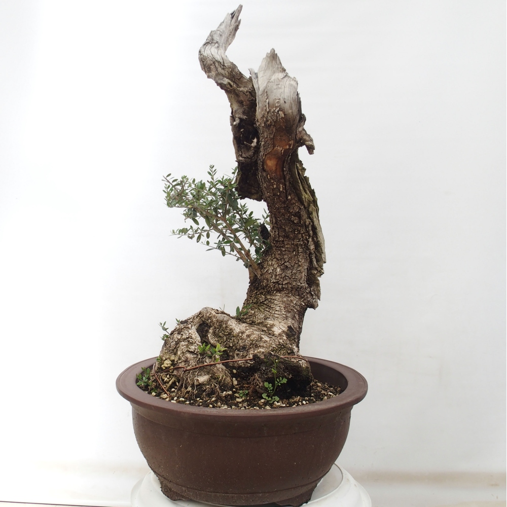 Bonsai da interno - Olea europaea sylvestris