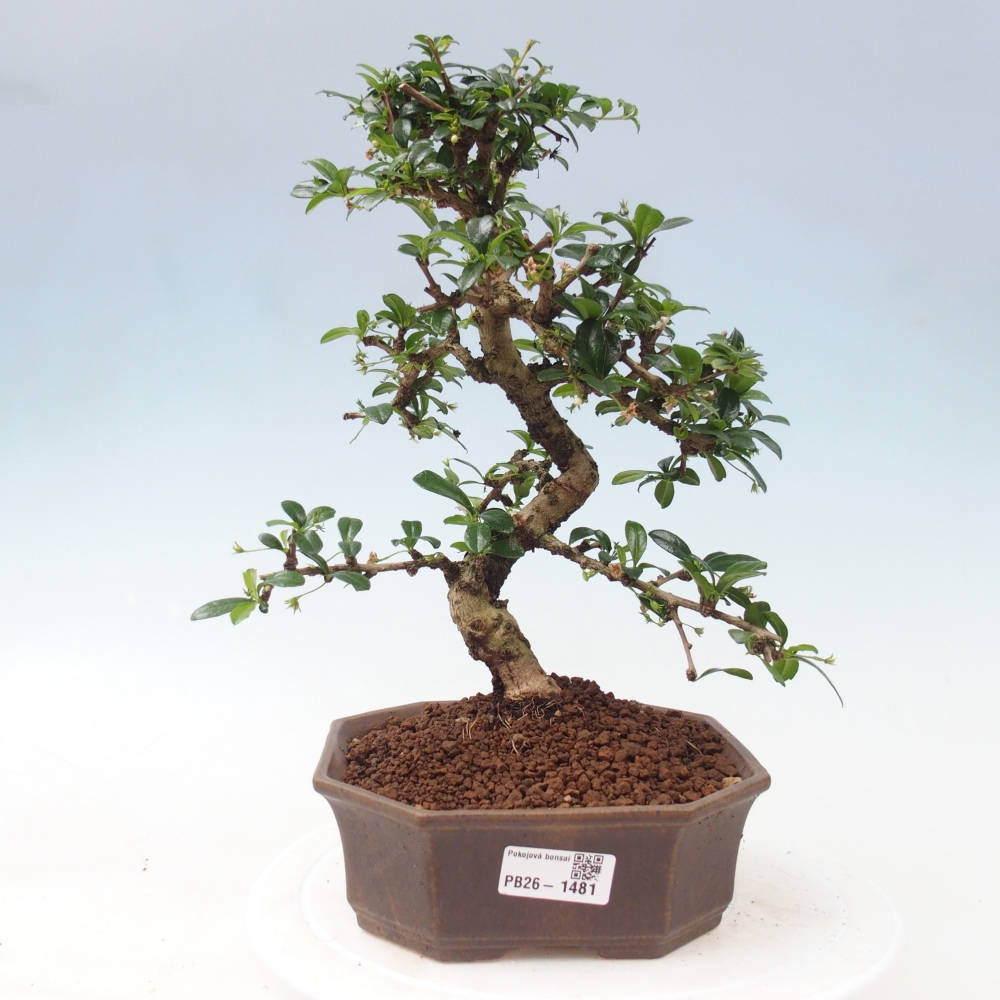 Camera bonsai - Carmona macrophylla - Tea fuki