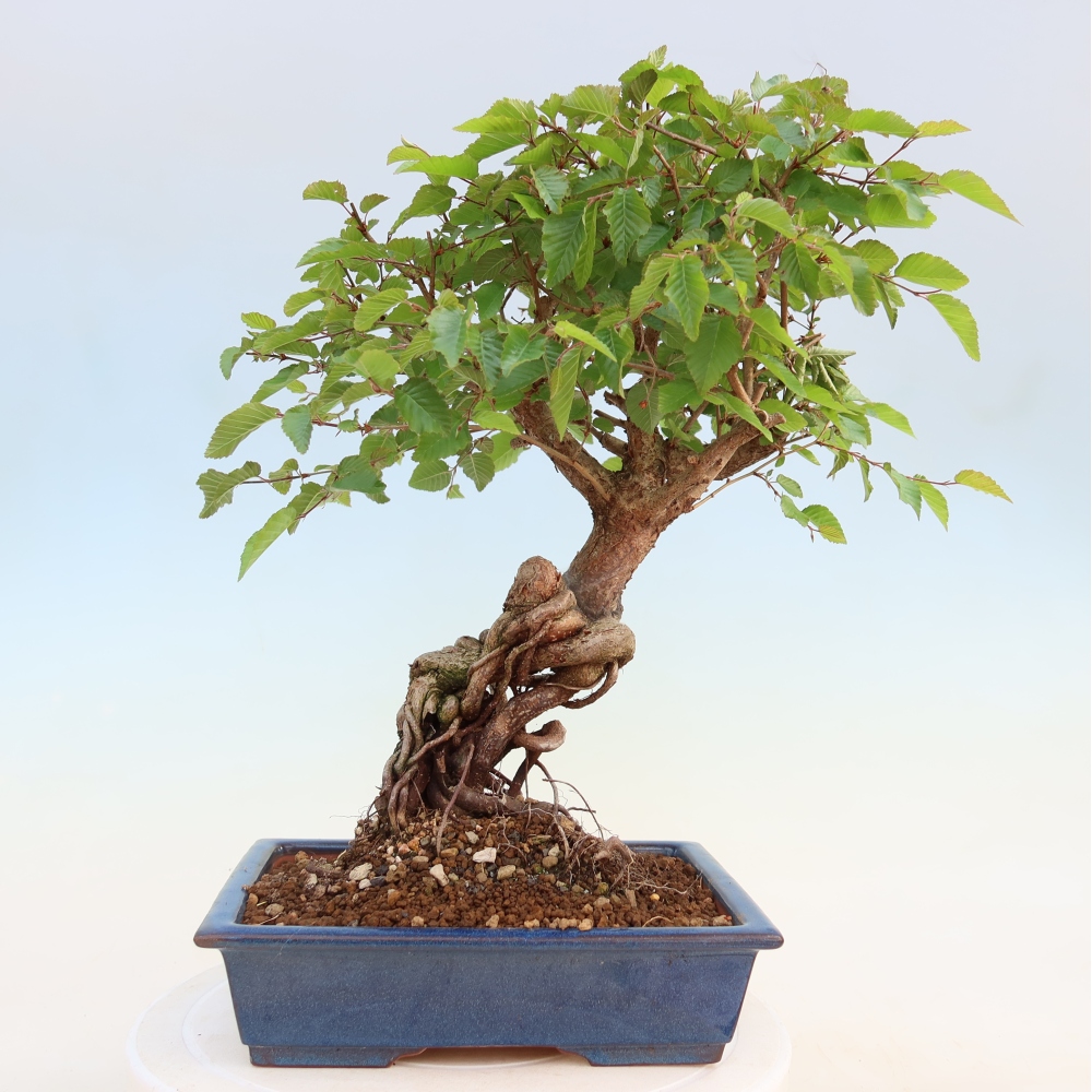 Bonsai da esterno -Carpinus Coreana - Carpino coreano
