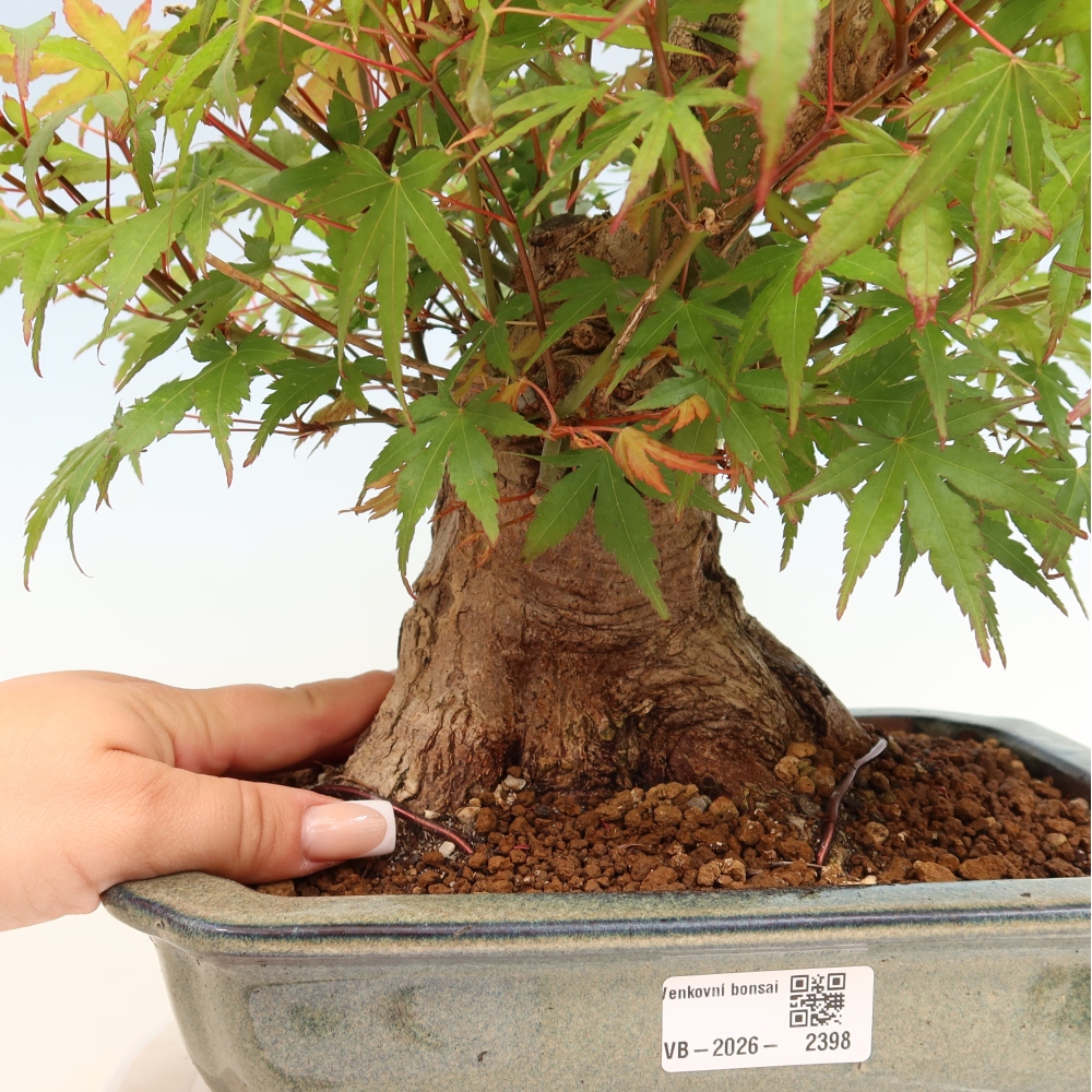 Bonsai da esterno - Acero Burger - Acer Burgerianum