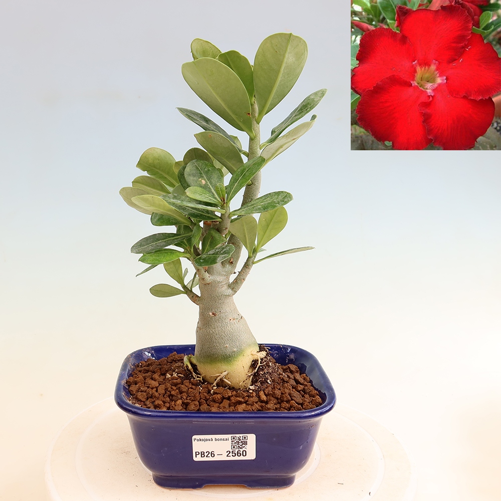 Bonsai da interno - Adenium obesum Red Star - Rosa del deserto