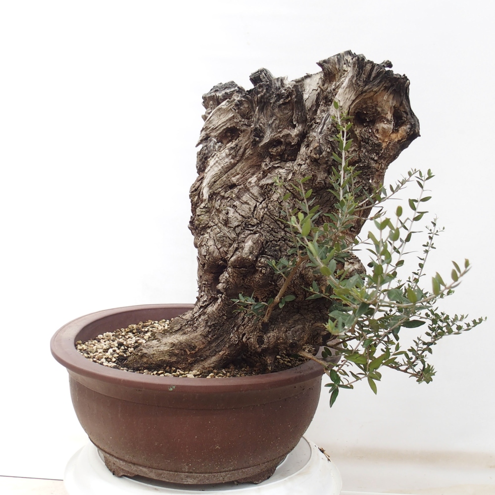 Bonsai da interno - Olea europaea sylvestris