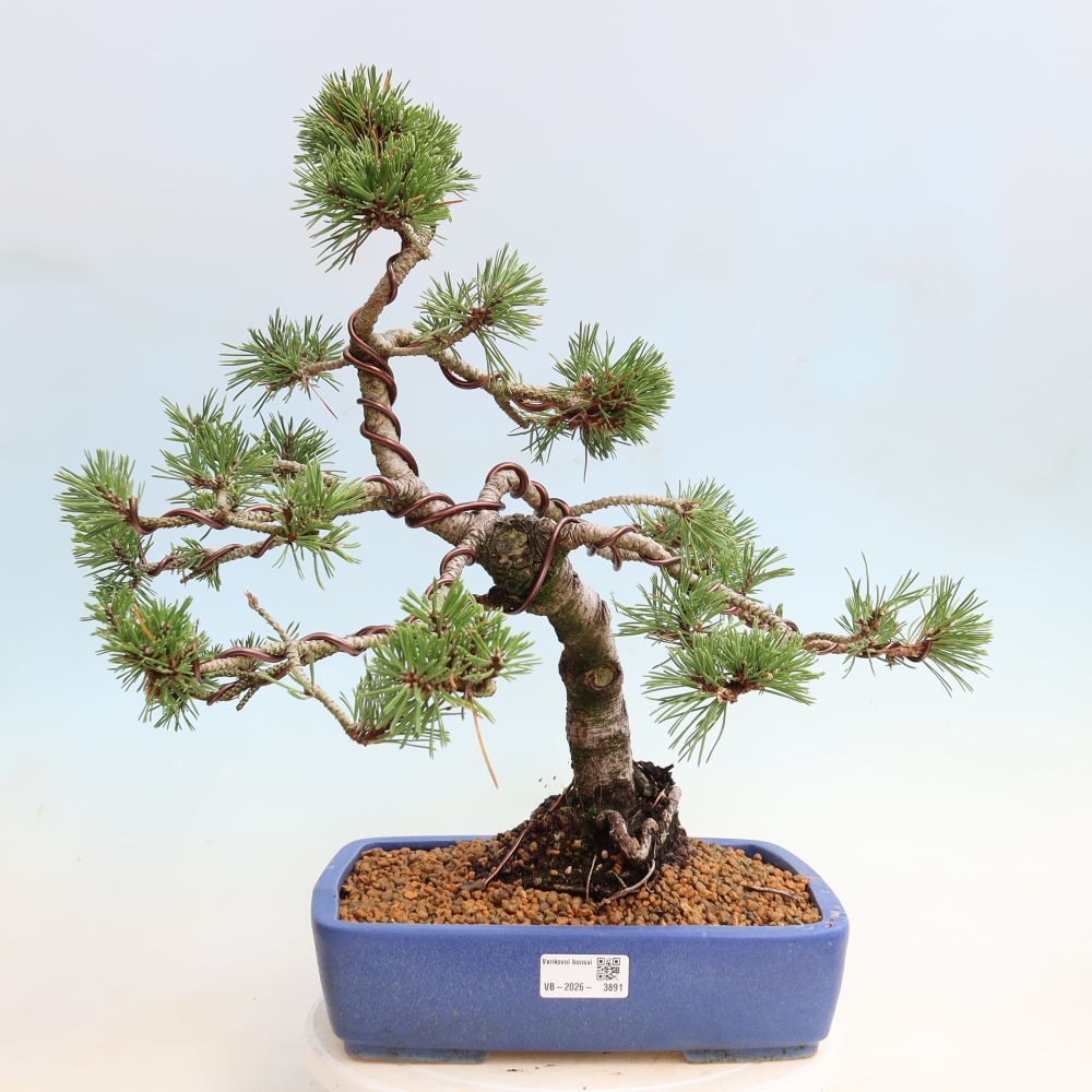 Bonsai da esterno - Pinus mugo Humpy  - Pino mugo
