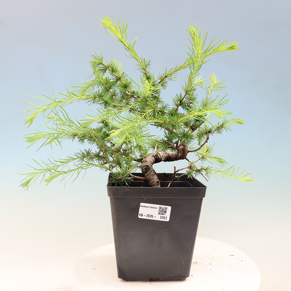 Bonsai da esterno -Larix decidua - Larice