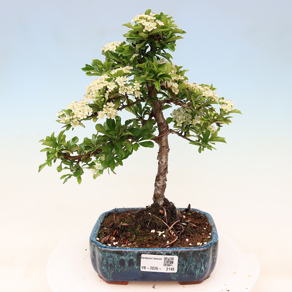 Bonsai da esterno - Pyracantha teton - Pyracantha scarlatta