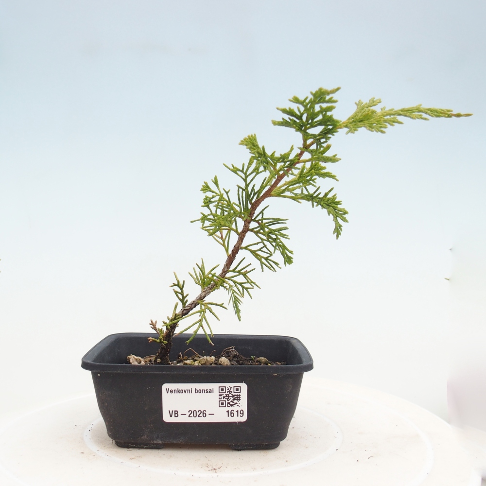 Bonsai da esterno - Juniperus chinensis Itoigawa