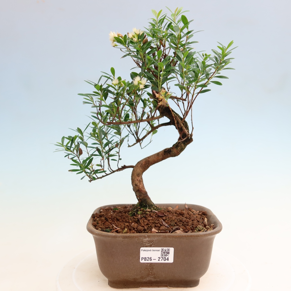 Camera bonsai - Syzygium - Pimento