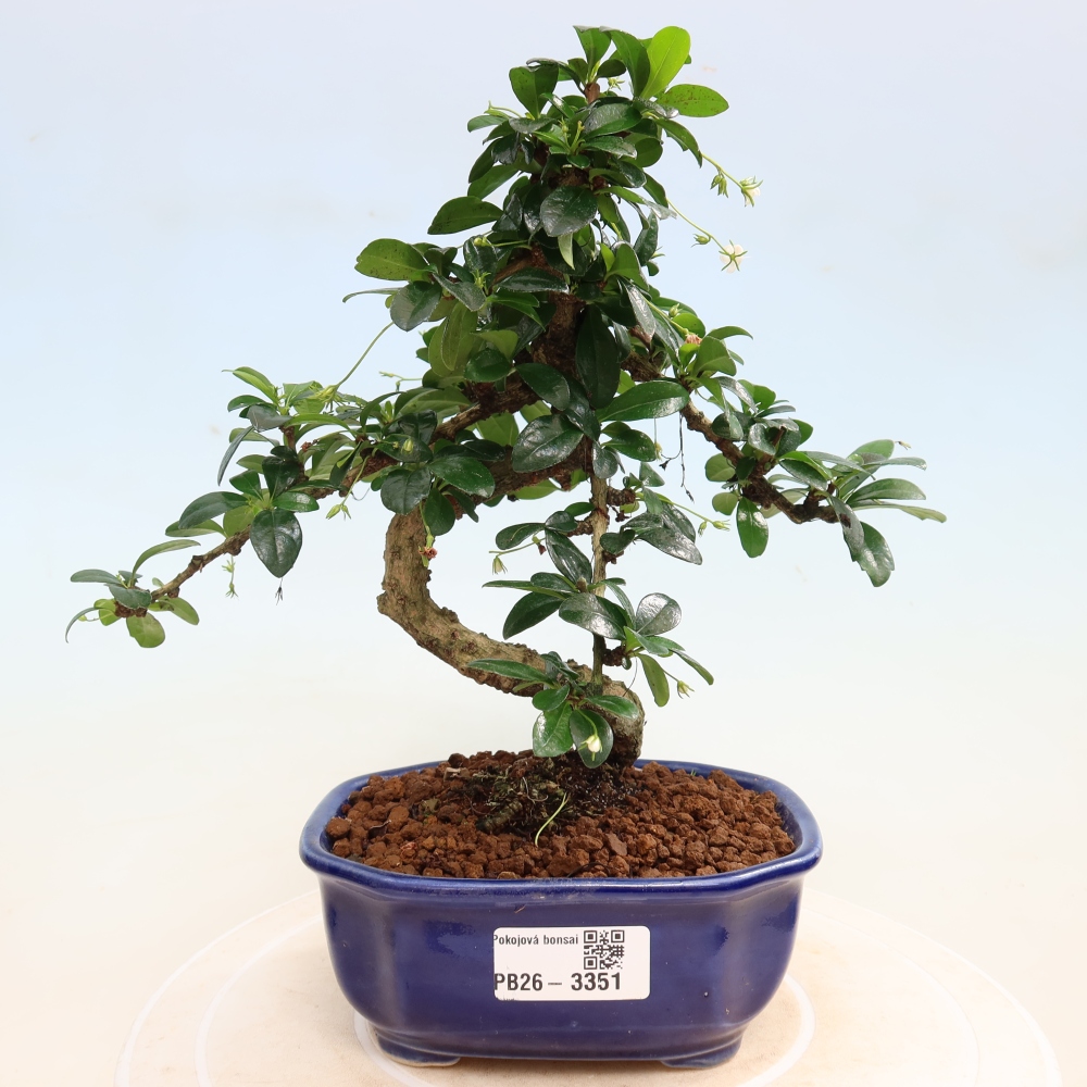 Camera bonsai - Carmona macrophylla - Tea fuki