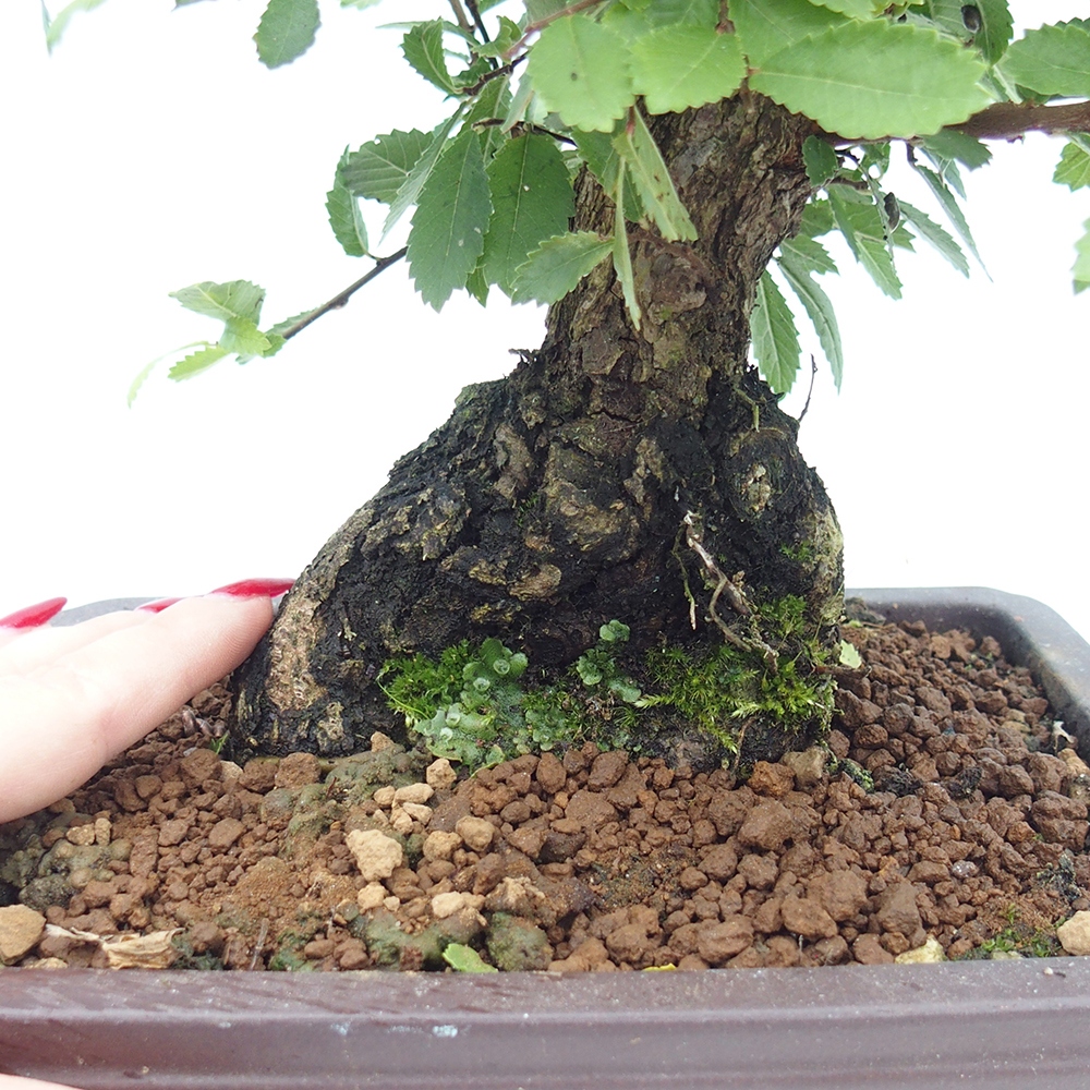 Bonsai da esterno - Zelkova - Zelkova NIRE