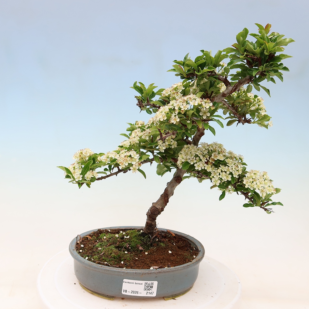 Bonsai da esterno - Pyracantha teton - Pyracantha scarlatta