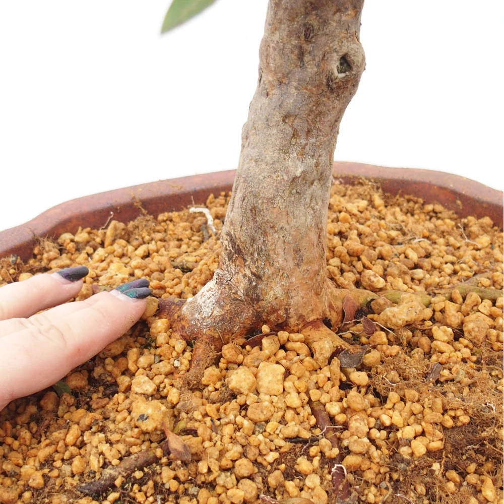 Bonsai da esterno - Azalea giapponese - Azalea Hanatsuzuri