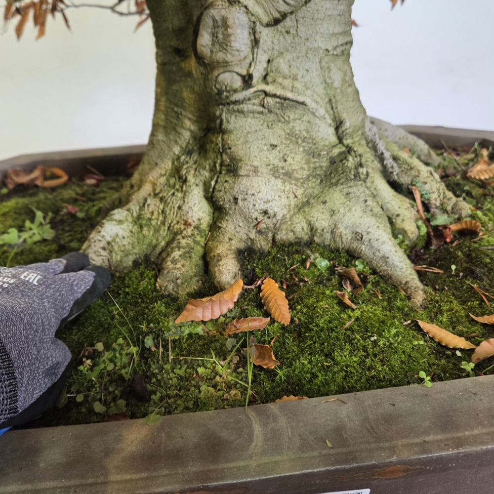 Bonsai da esterno - Fagus crenata
