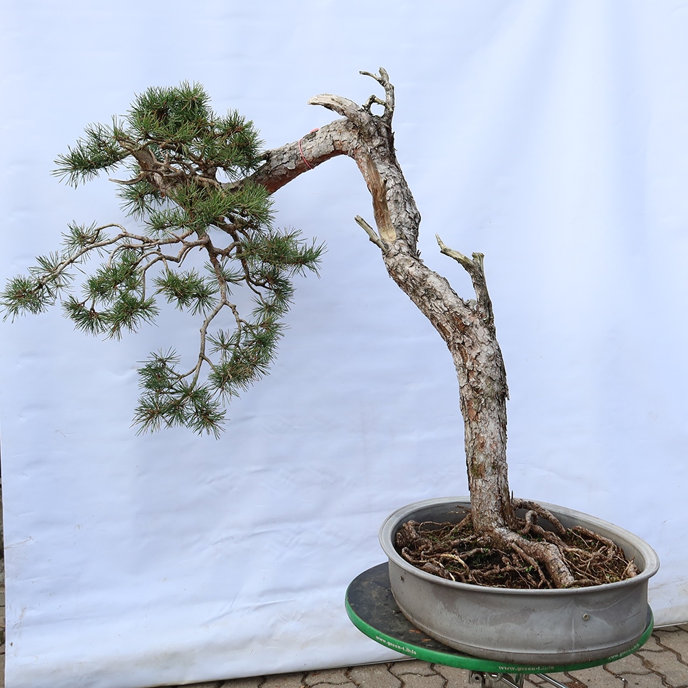 Pinus sylvestris Spagna - pino silvestre