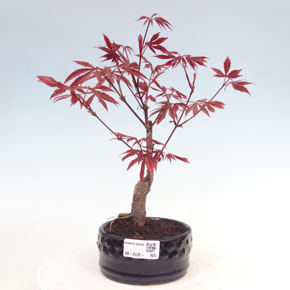 Bonsai da esterno - Palma Acer. Atropurpureum-Javor palmate
