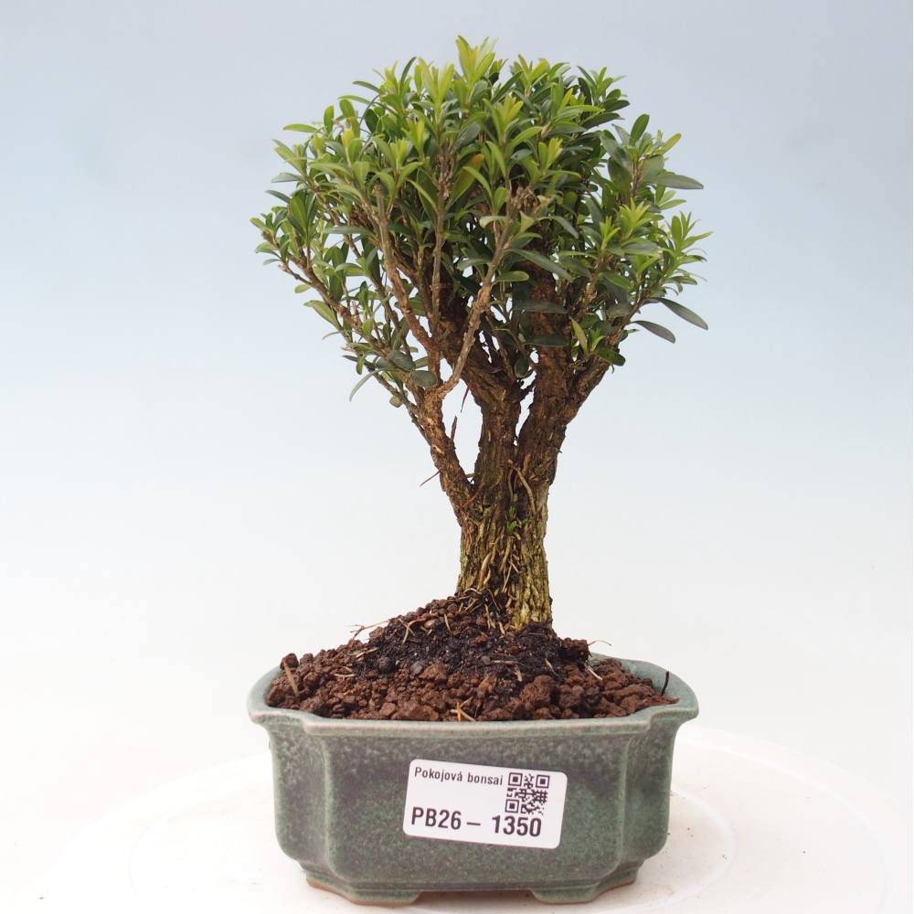Camera bonsai - Buxus harlandii - buxus da sughero