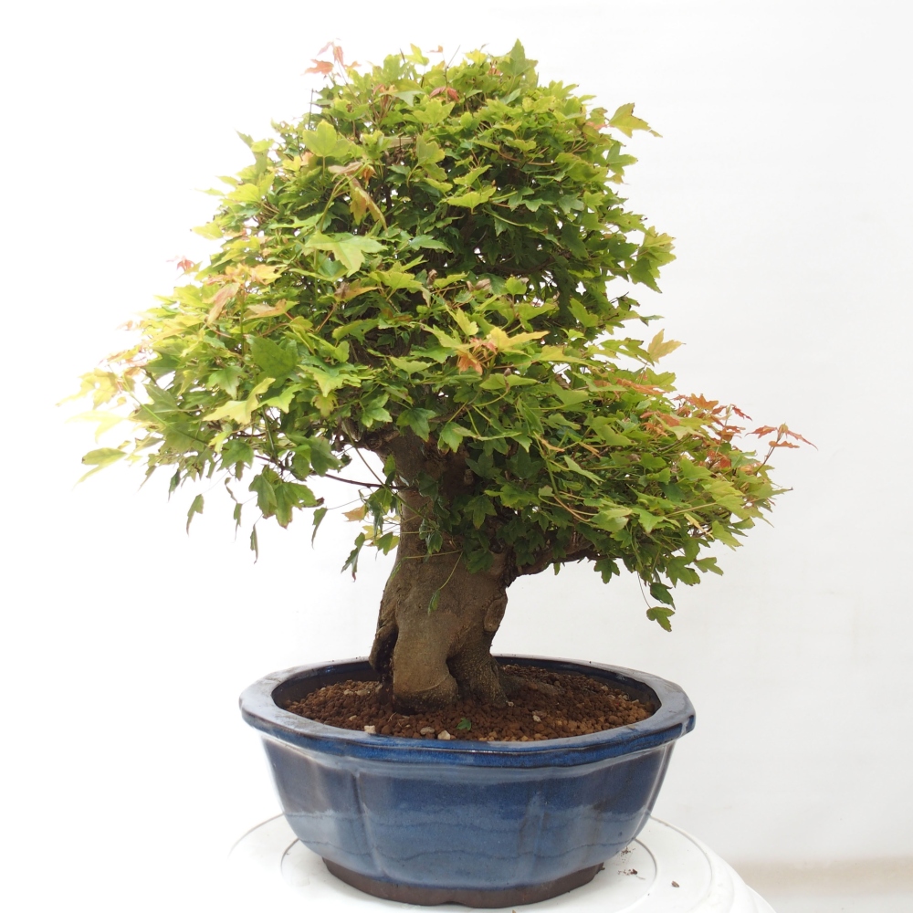 Bonsai da esterno - Acer Buergerianum - Acero di Burger