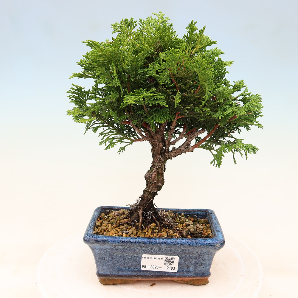 Bonsai da esterno - Cham.pis obtusa Nana Gracilis - Cipresso
