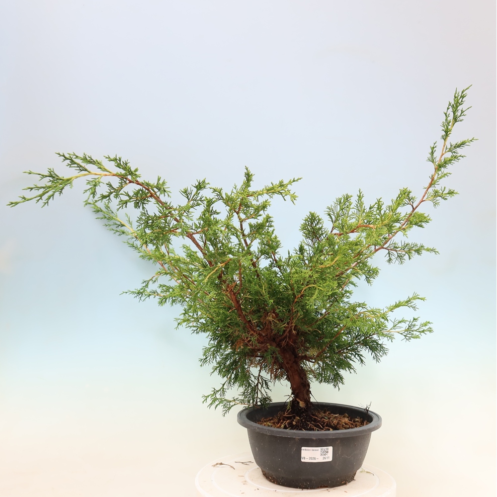 Bonsai da esterno - Juniperus chinensis Itoigawa