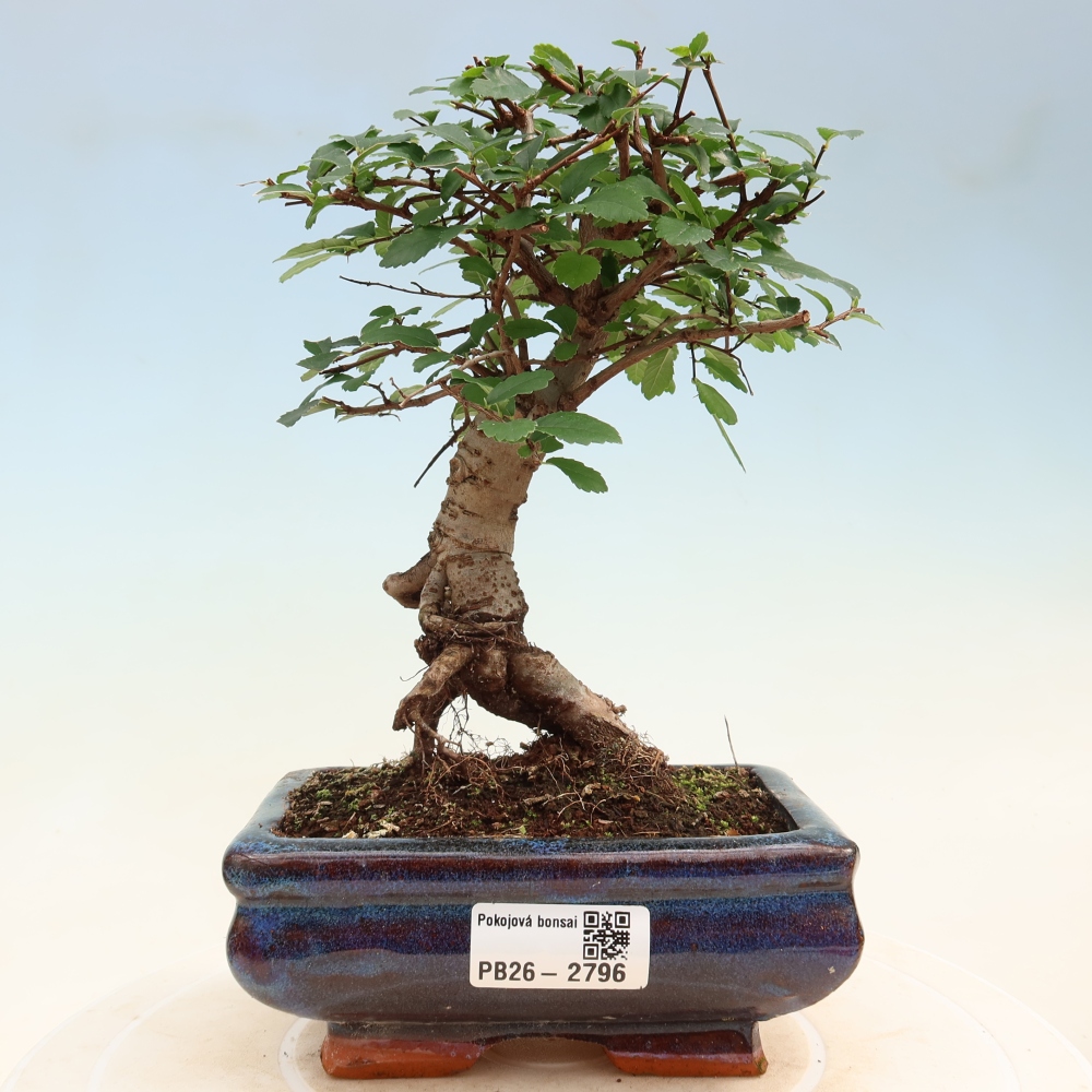 Camera bonsai - Ulmus parvifolia - Olmo a foglie piccole