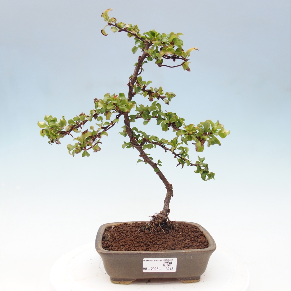 Bonsai da esterno - Chaneomeles s. Red Joy - Cotogno