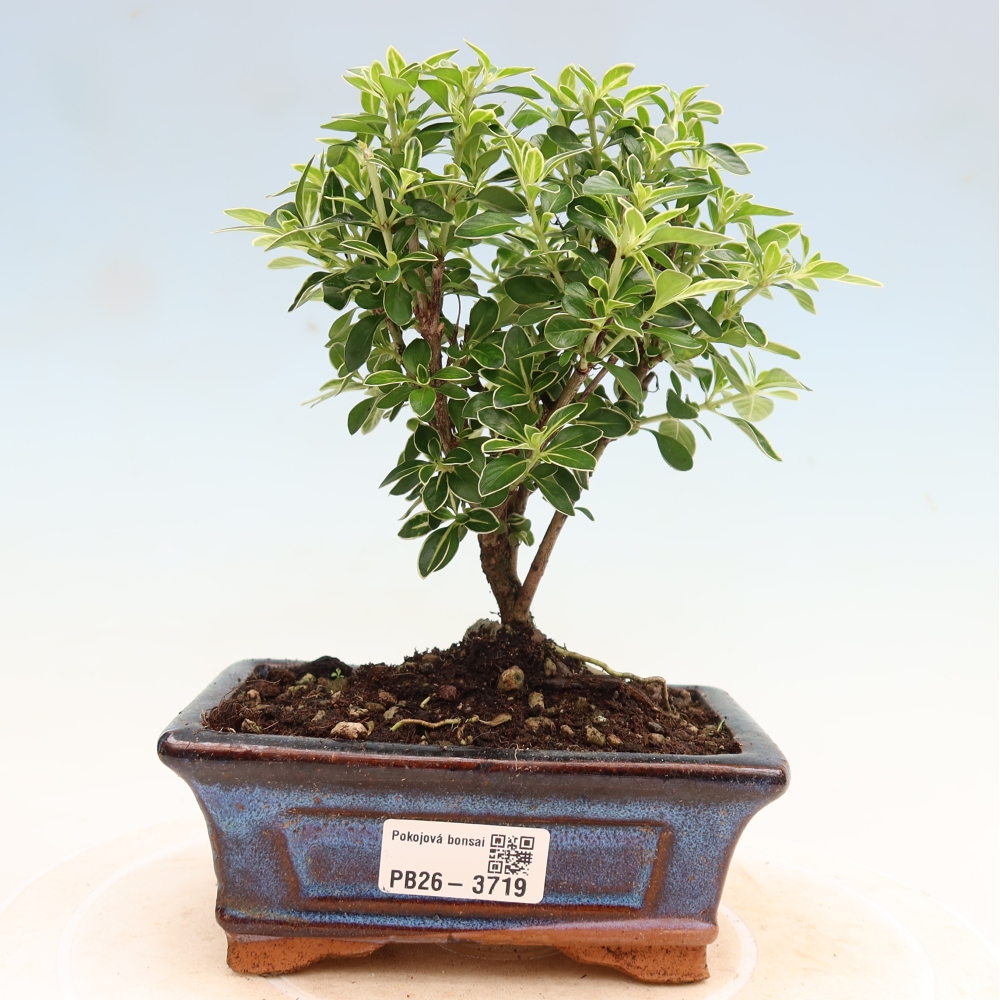Camera bonsai - Serissa foetida Variegata - Albero delle mille stelle