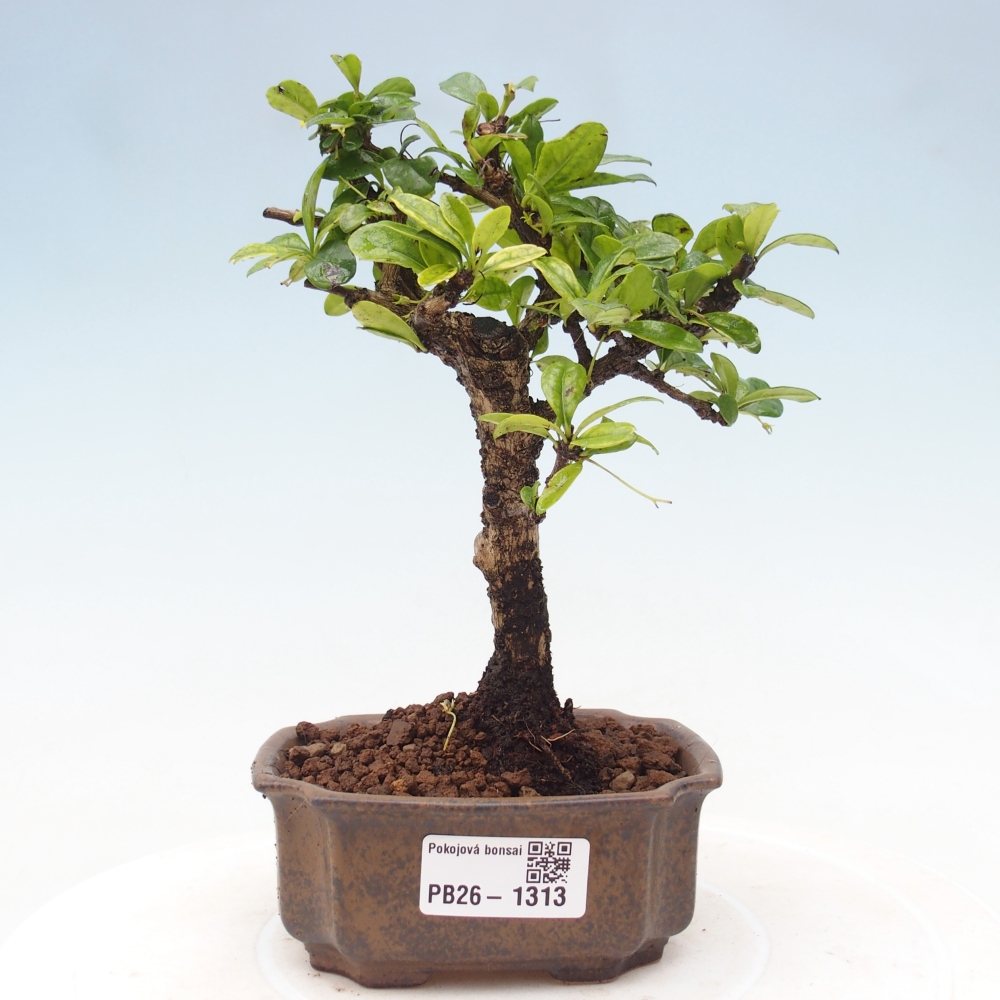 Camera bonsai - Carmona macrophylla - Tea fuki