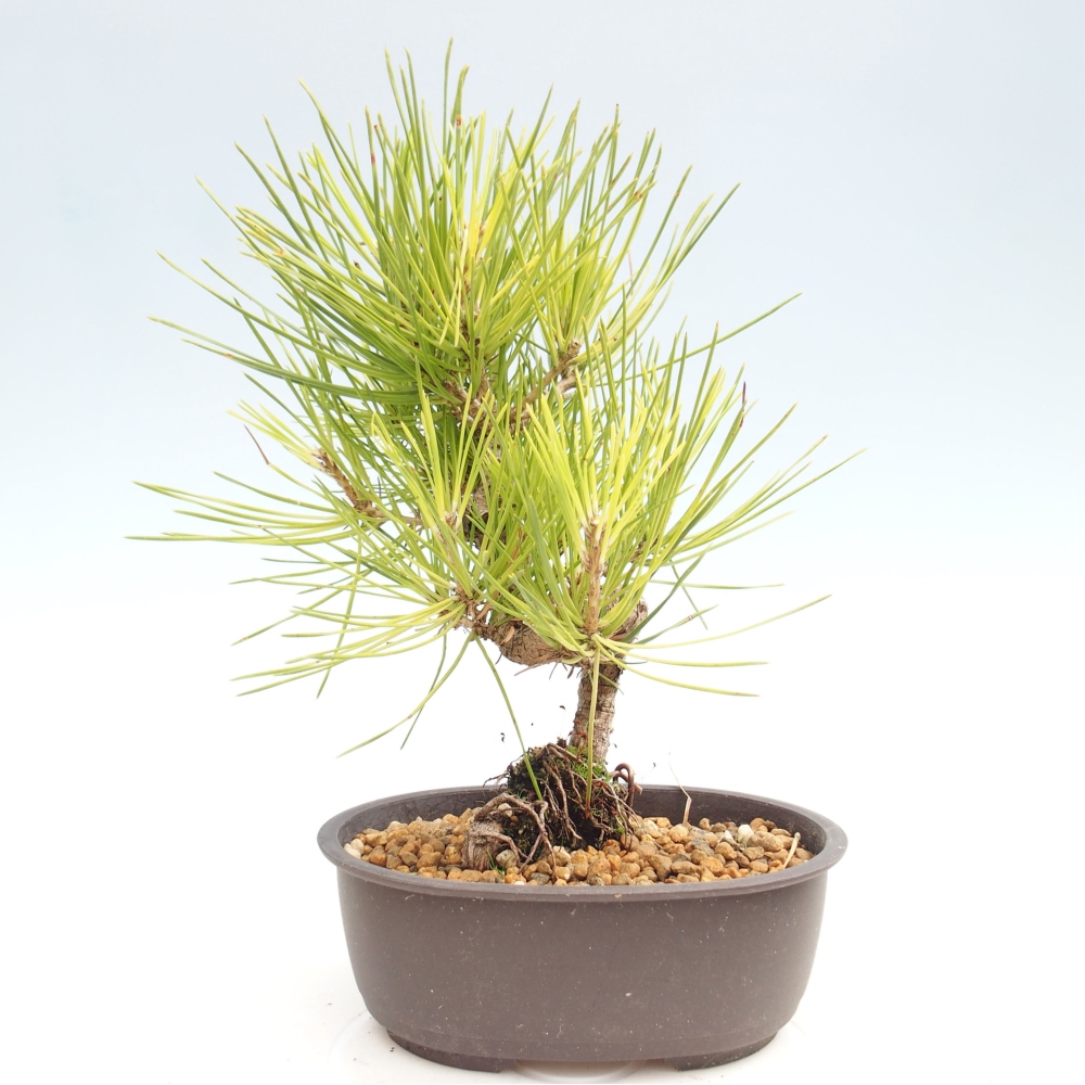 Bonsai da esterno - Pinus thunbergii - Pino di Thunberg