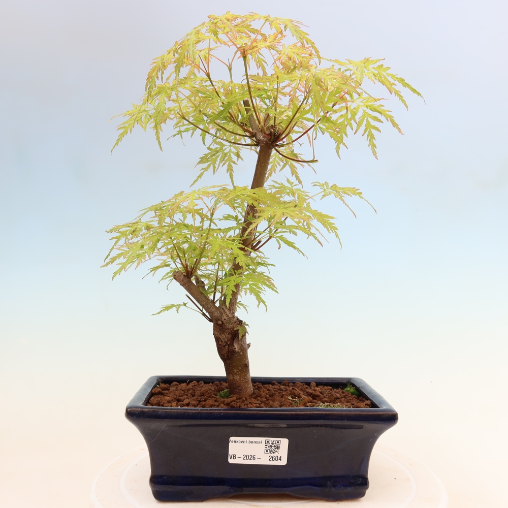 Bonsai da esterno - Acer palmatum Dissectum