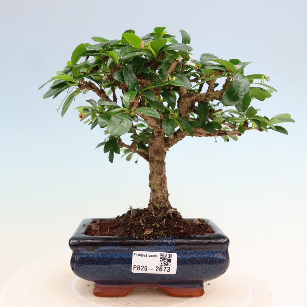Camera bonsai - Carmona macrophylla - Tea fuki