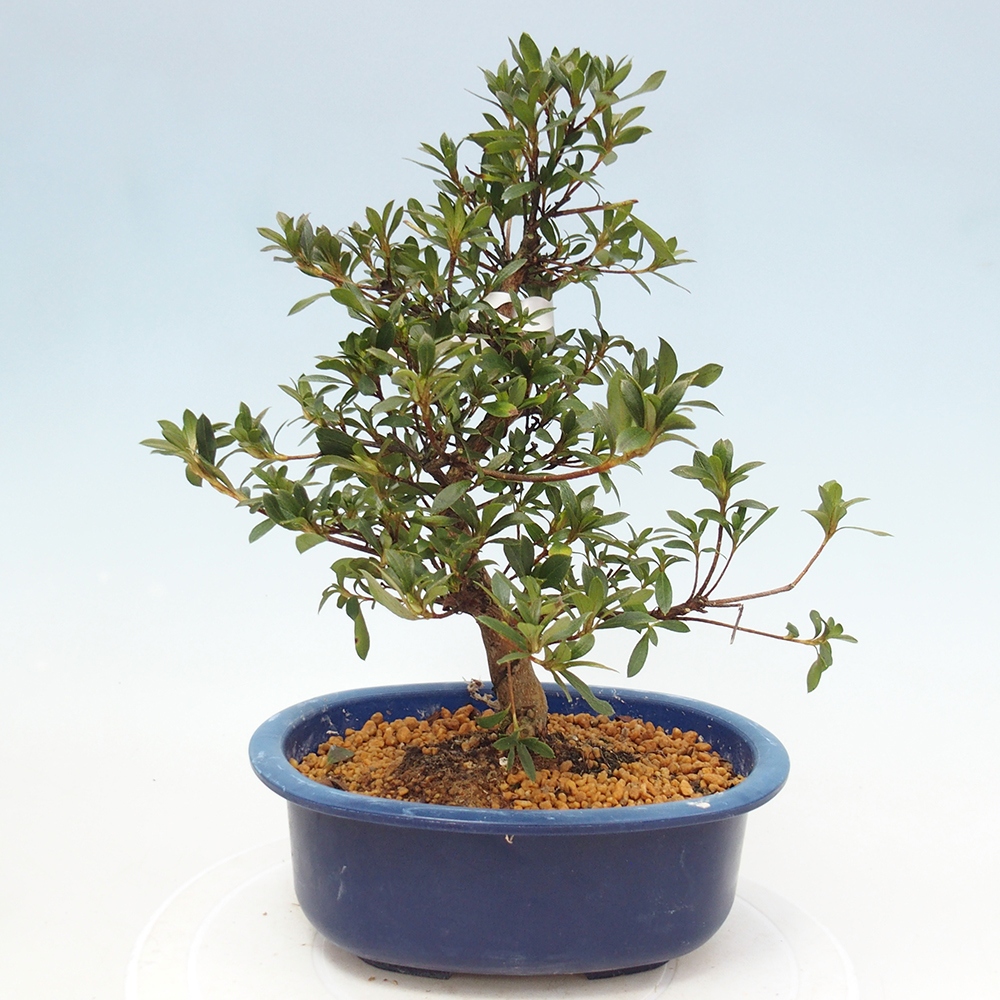 Bonsai da esterno - Azalea giapponese - Azalea Beniko