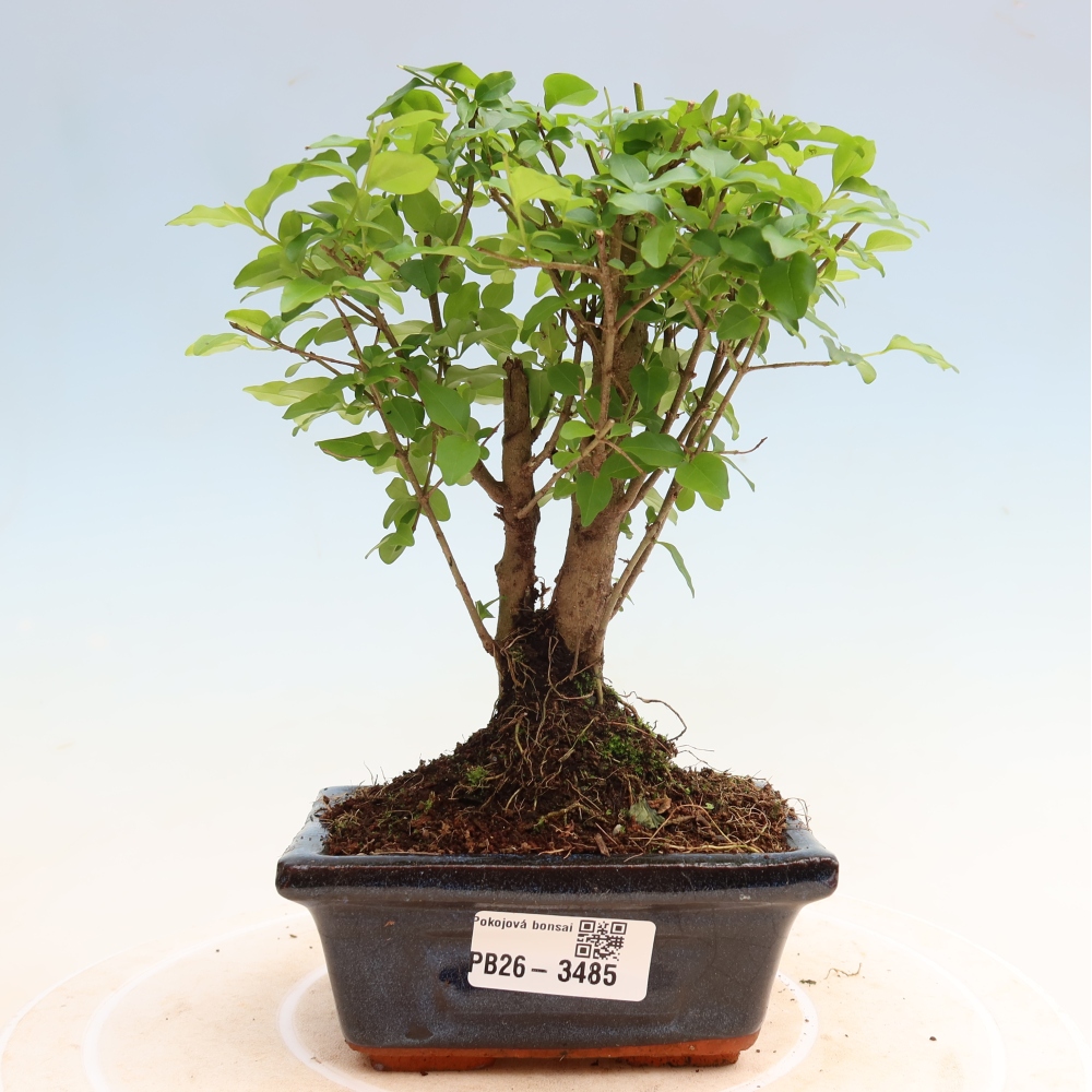 Camera bonsai -Ligustrum chinensis - Becco d'uccello