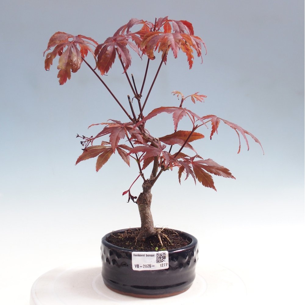 Bonsai da esterno - Palma Acer. Atropurpureum-Javor palmate