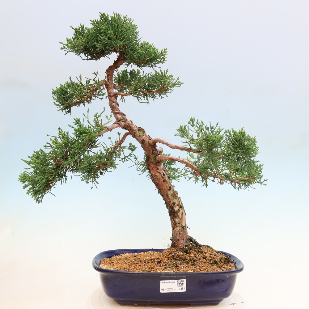 Bonsai da esterno - Juniperus chinensis Kishu