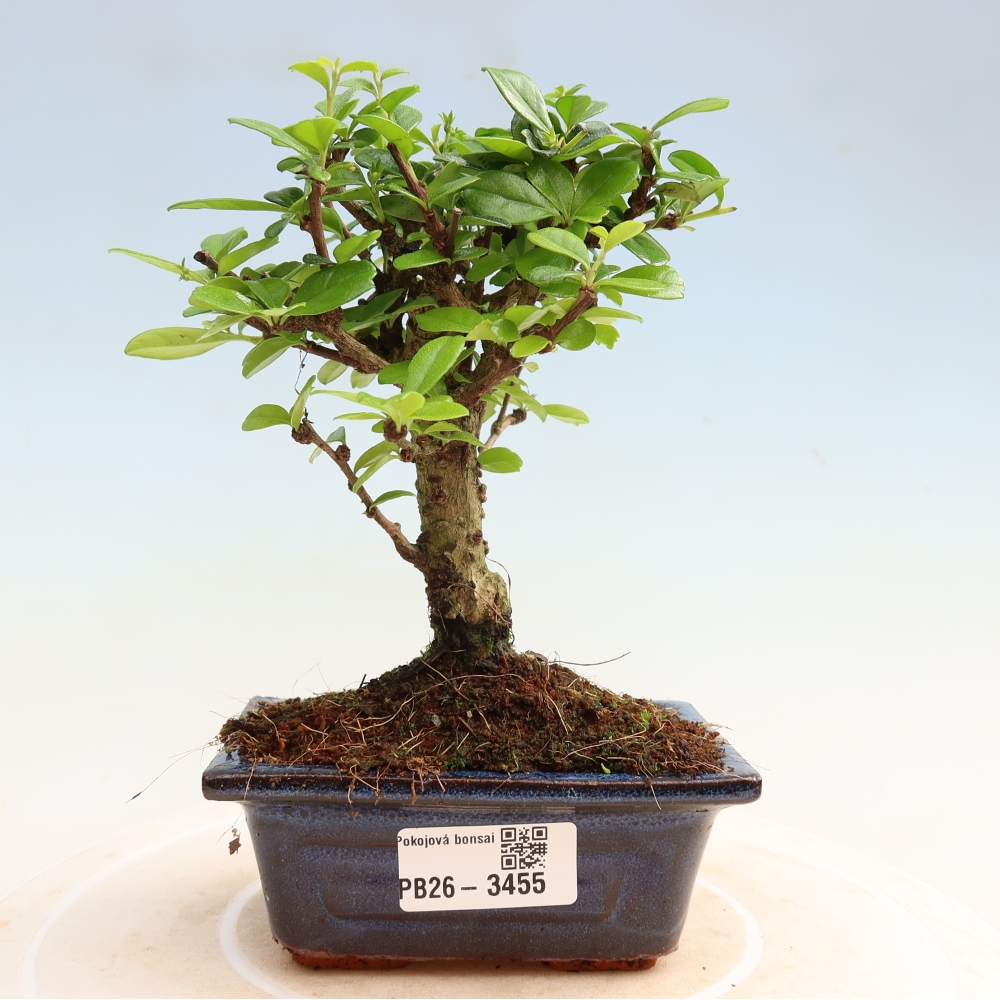 Camera bonsai - Carmona macrophylla - Tea fuki