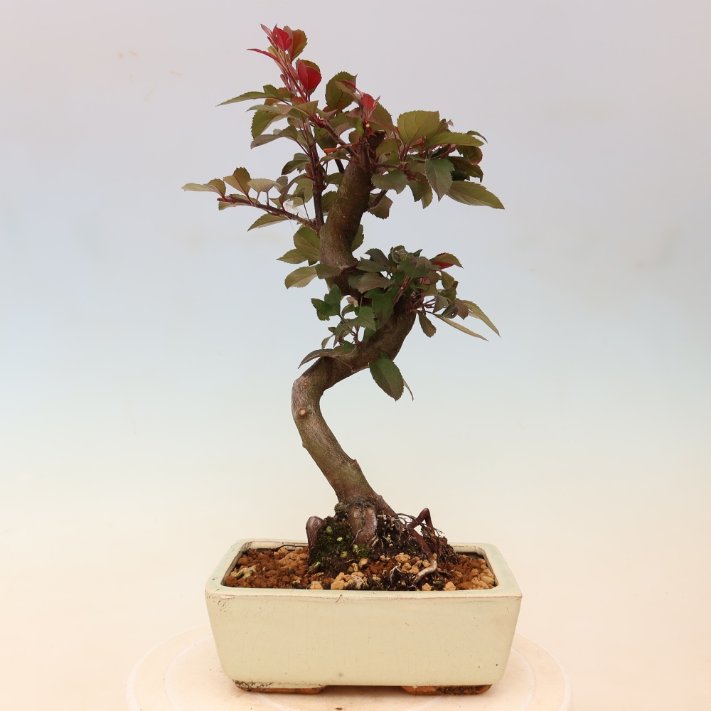 Bonsai da esterno -Malus domestica - Melo a piccoli frutti a foglie rosse