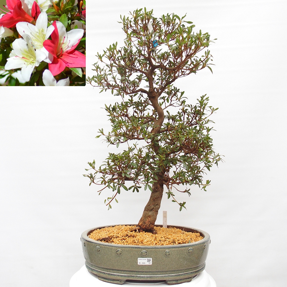 Bonsai da esterno - Azalea giapponese - Azalea CHIHIRO