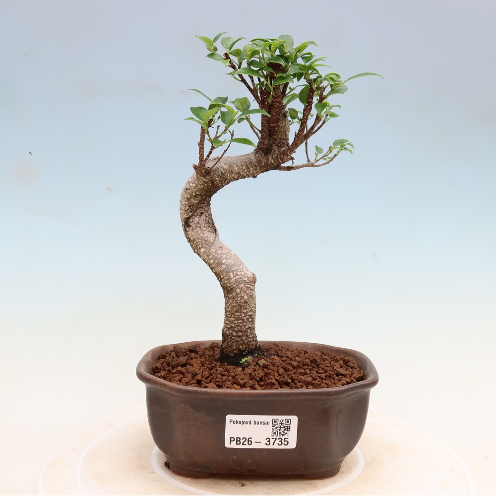 Camera bonsai - Ficus kimmen - ficus a foglie piccole