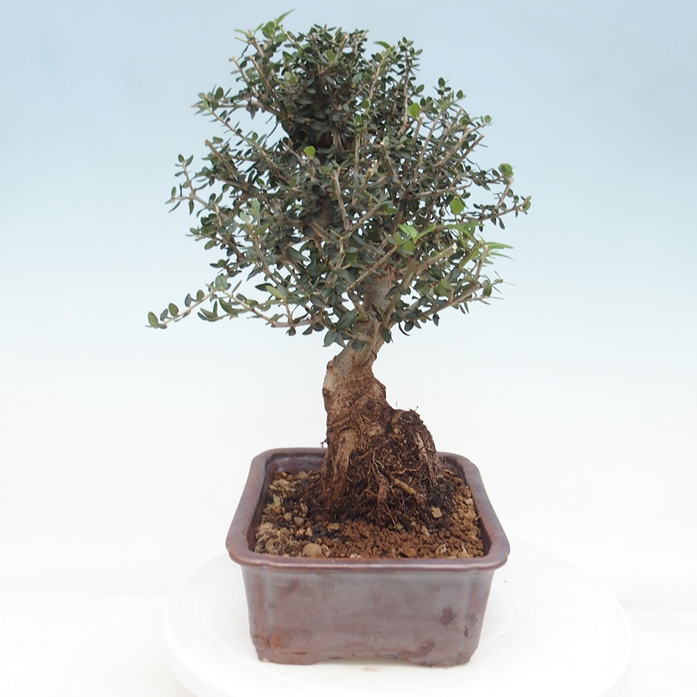 Bonsai da interno - Olea europaea sylvestris