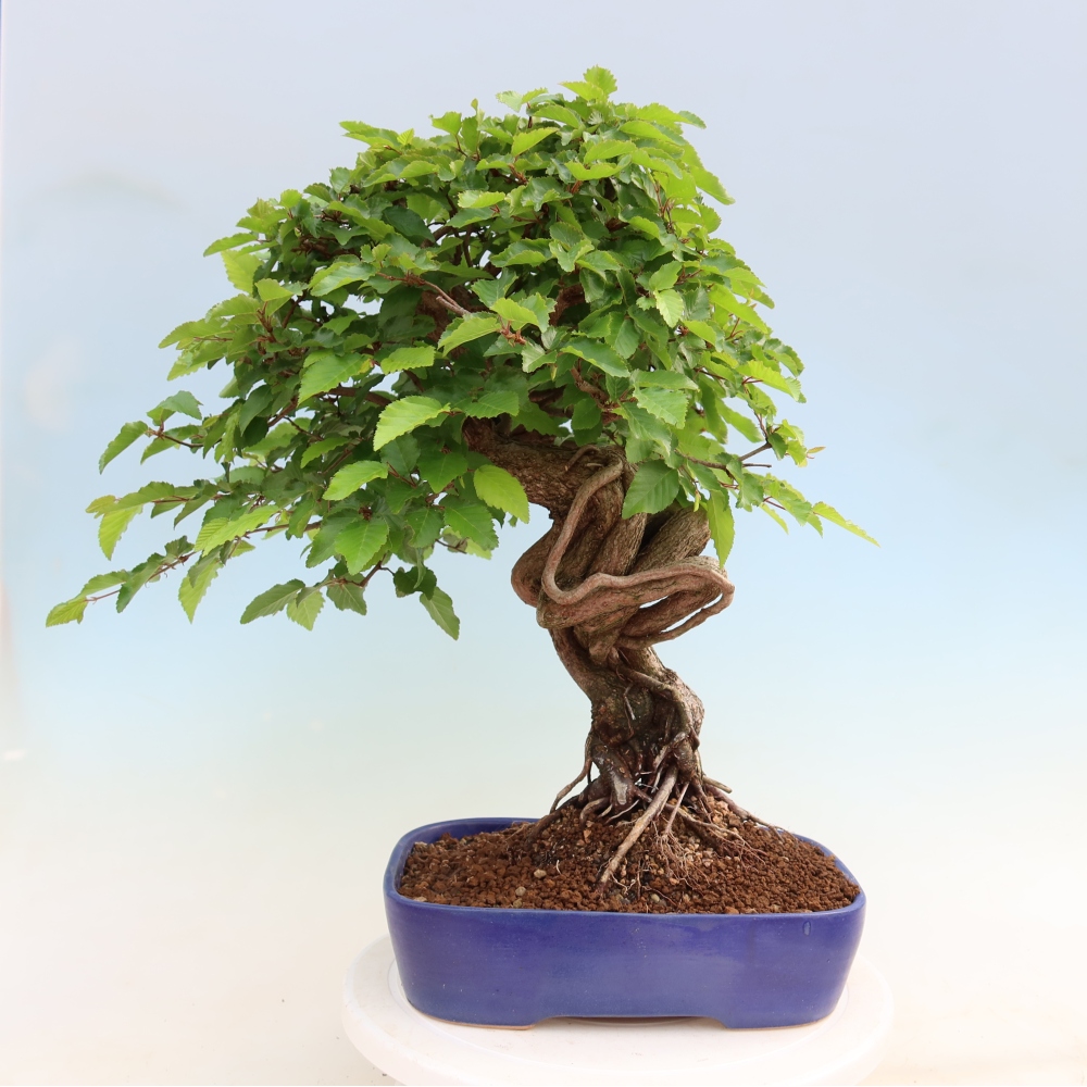 Bonsai da esterno -Carpinus Coreana - Carpino coreano