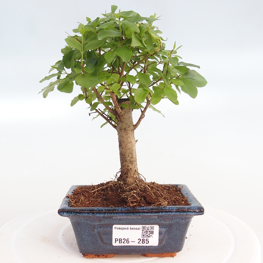 Camera bonsai -Ligustrum chinensis - Becco d'uccello