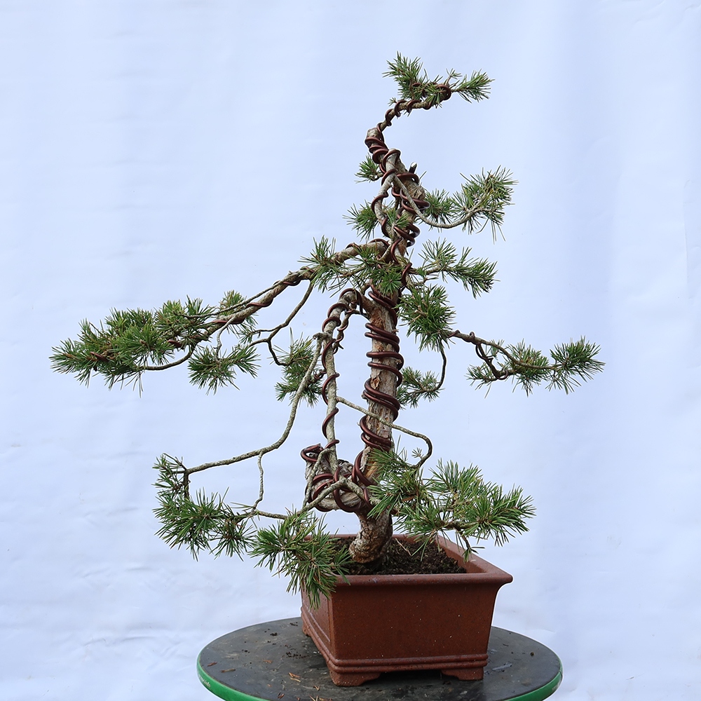 Pinus sylvestris Spagna - pino silvestre